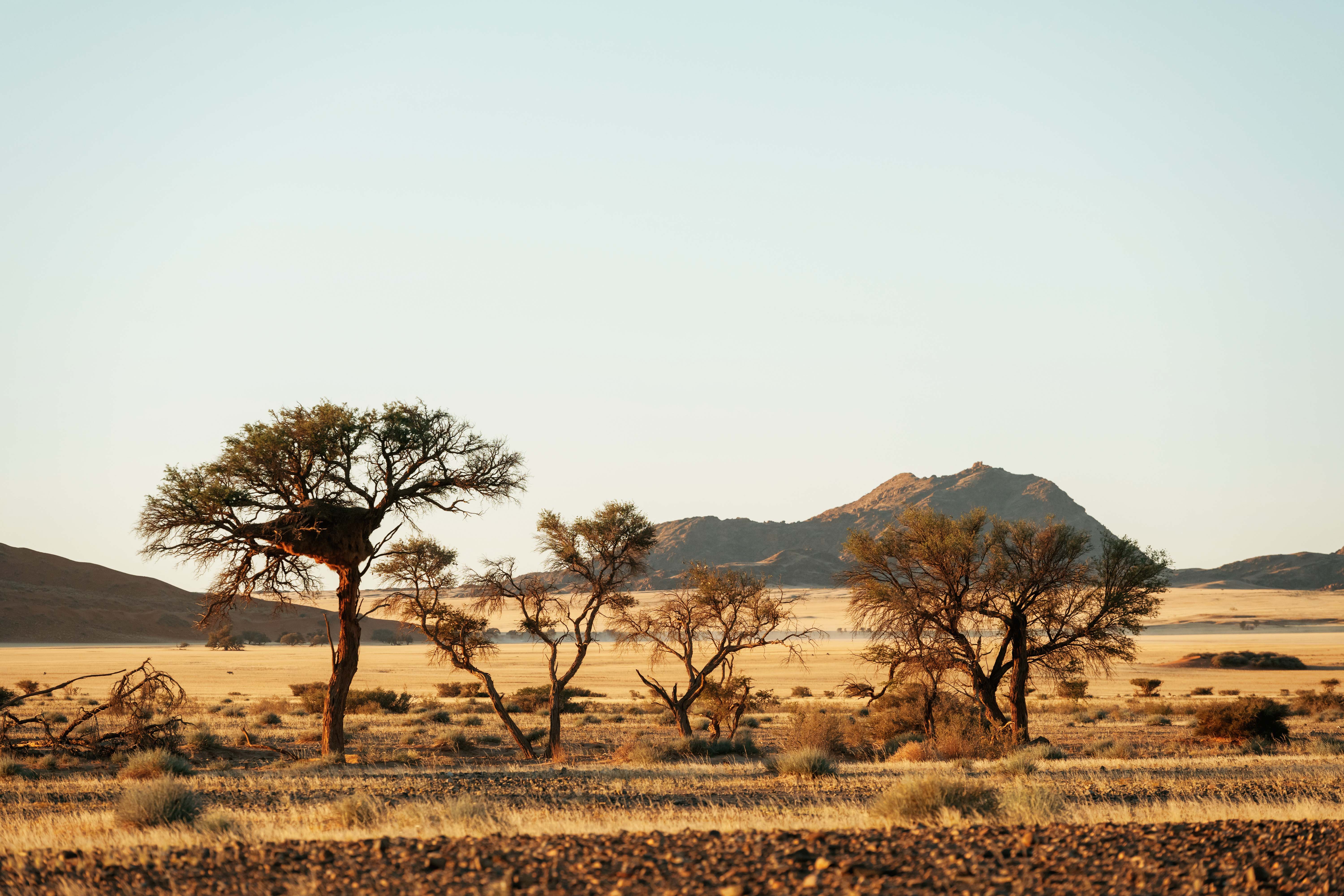 Explore Damara Land during a Luxury Safari in Namibia
